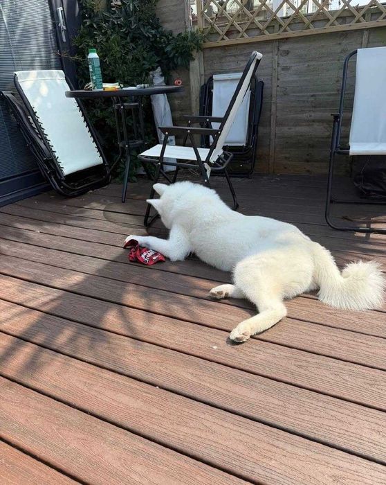 9 Luni Caine Japanese Akita
