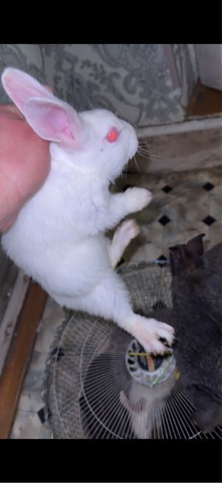 quyonlar bor harxil porodoli kelishilgan narxda beramiz