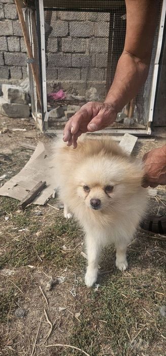 Ппомеранский шпиц