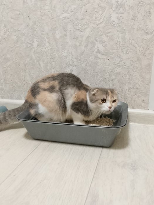 Кошка шотлантка продается за 10 000тг
