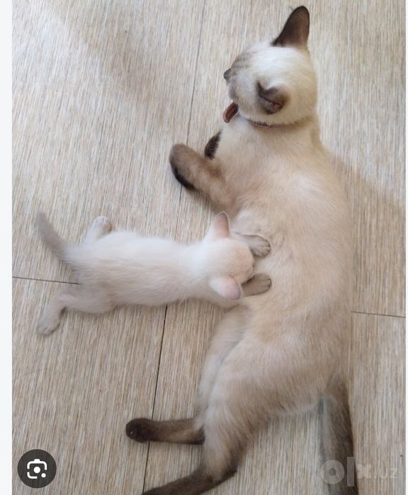 Продаются котята тайские