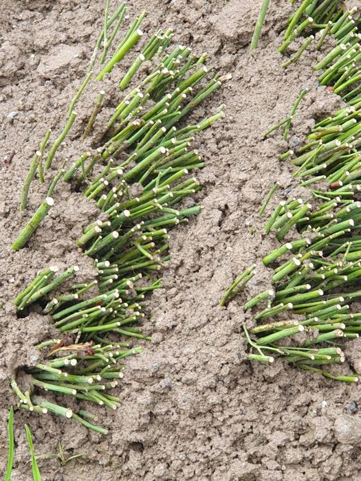 Дехкончилик гарантия качества