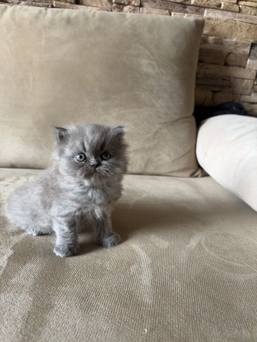 Персийски котета