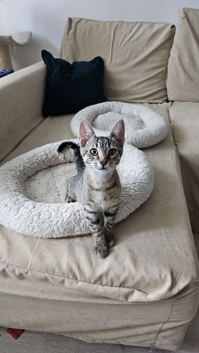 Adoptie pui pisica baietel