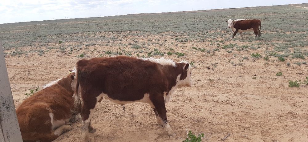 Тұқымдыққа ақбас бұқалар сатылад