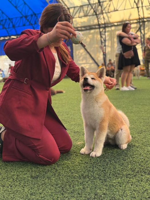 Акита ину мальчик