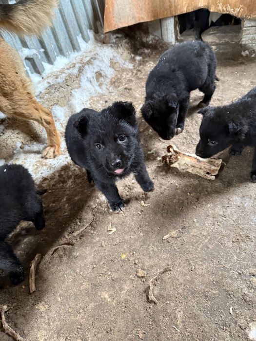 Продаются щенки немецкой овчарки