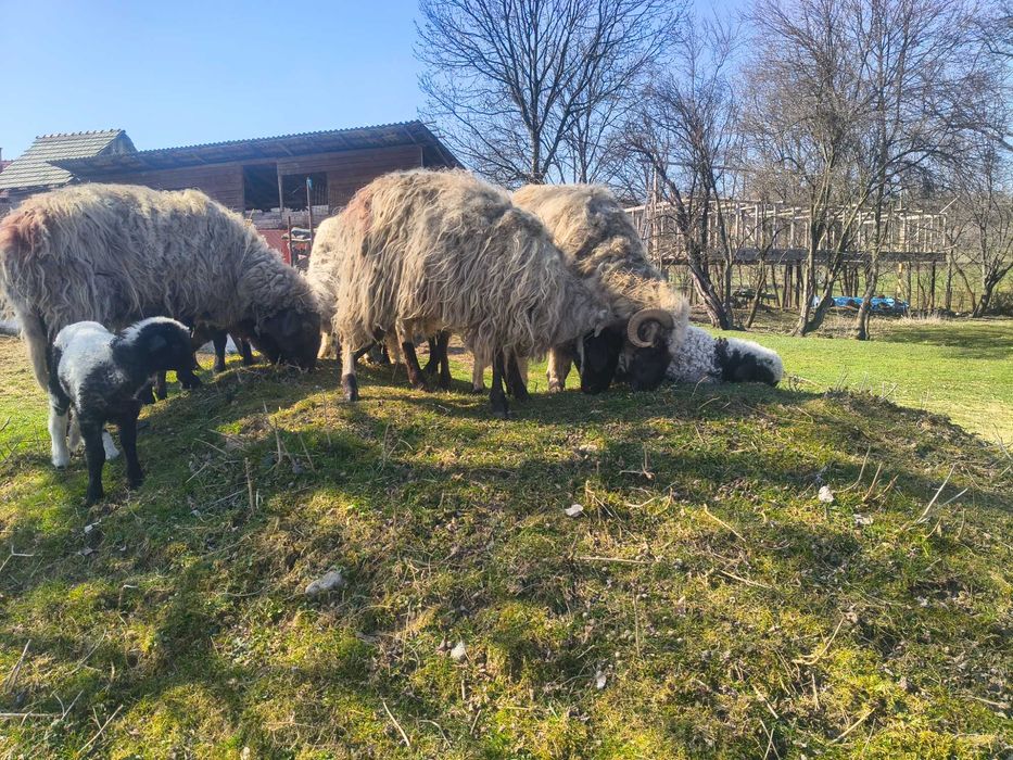 Oi de vânzare la prima fătare