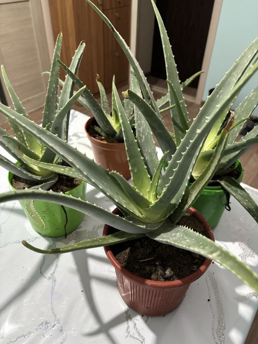 Продам Алоэ Вера. Лечебный.