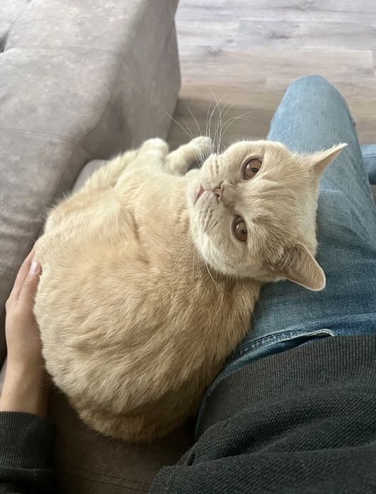 Кот Наполеон в добрые руки