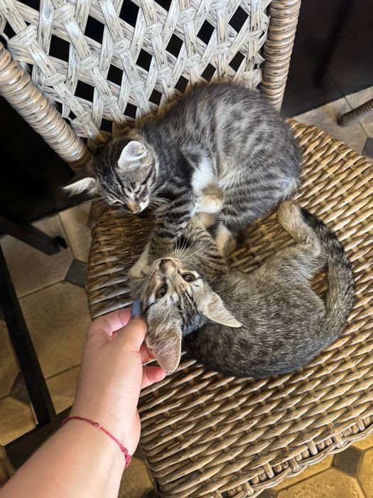 В добрые руки котята