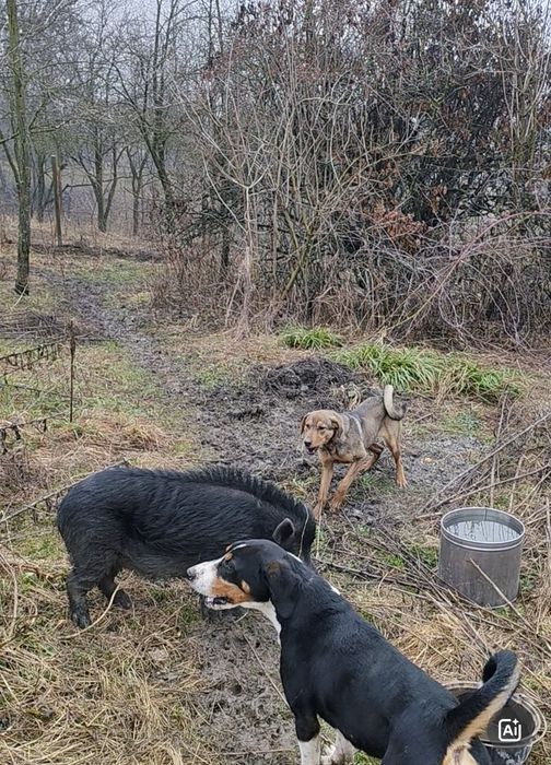Laika&copoi ardelenesc