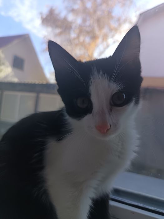 Котята красивенькие