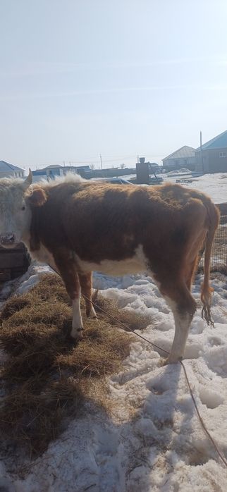 Құнажын қашар сатылады