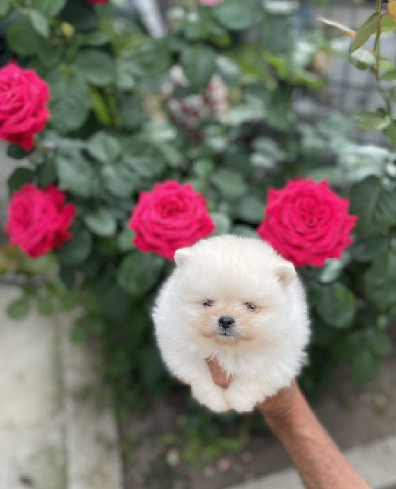 померан мини мини