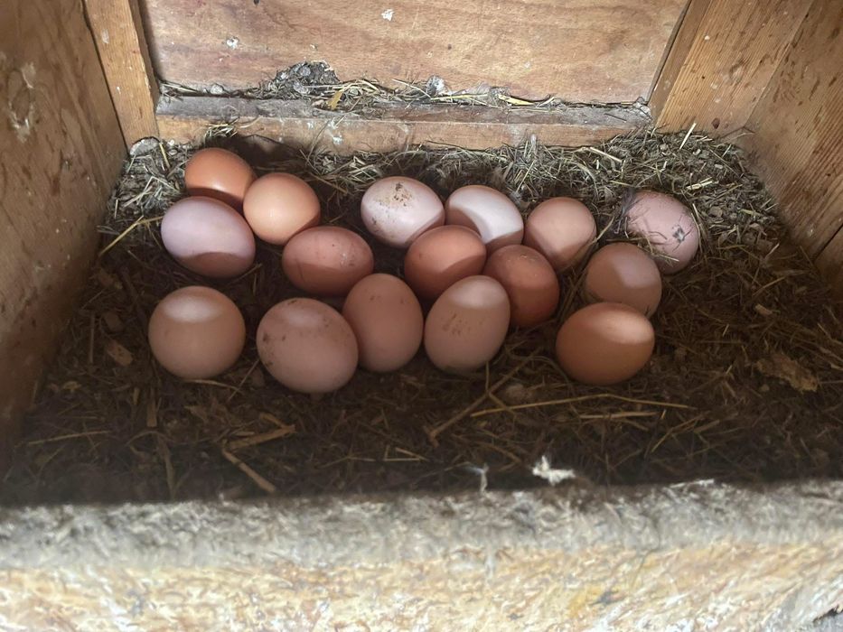 Ouă de casă de vânzare