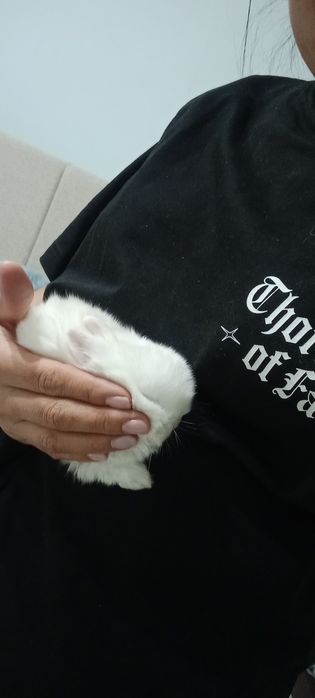 Продам кролика декоративного