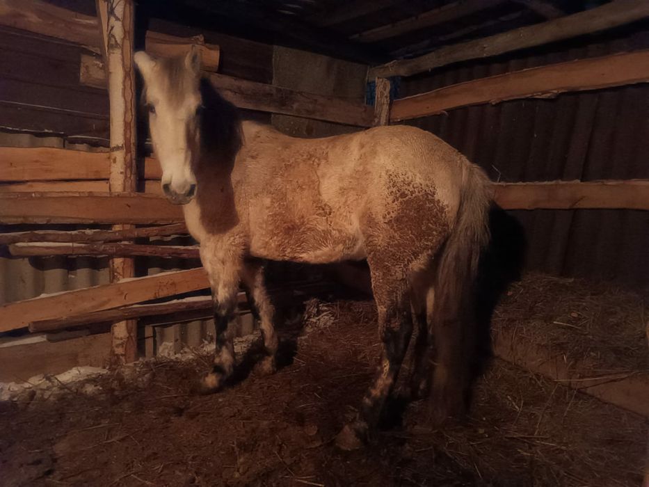 Белая лошадь. Ат