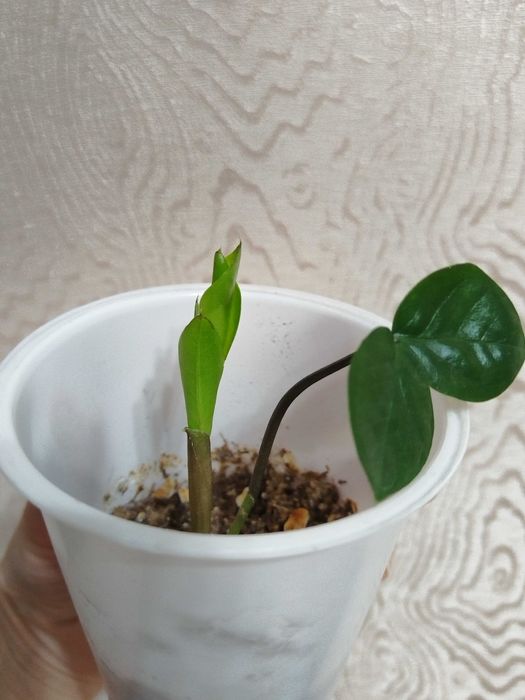 Замиокулькас {долларовое дерево)