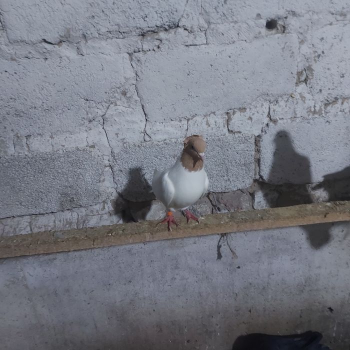 Сарыбас голубка лет с игрой