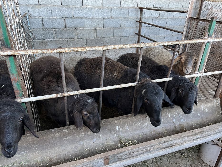 Қой. Қойлар. Қасапшылық бар