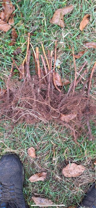 Разсад ягоди Азия, Клери, Албион и малини Полка, Люлин