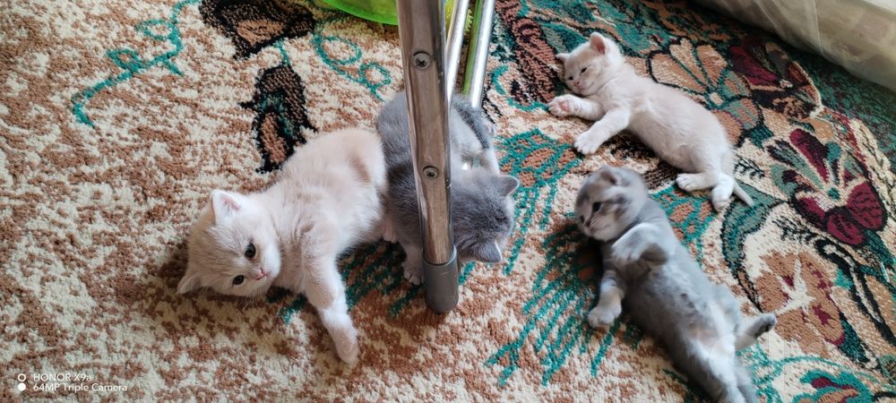 Котята Шодладского породы