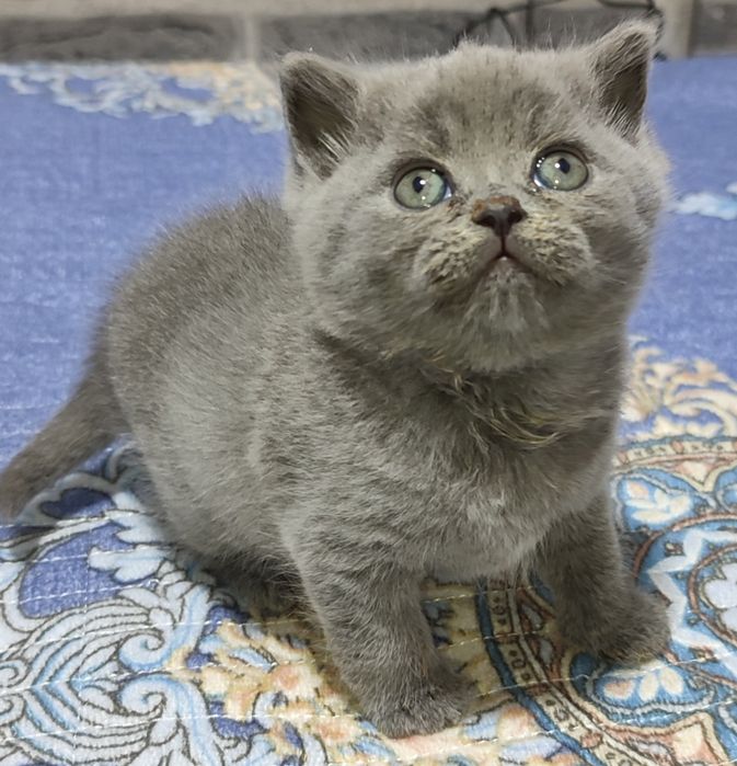 Продаются котята