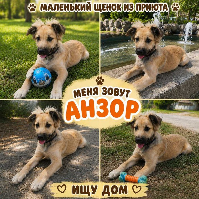 Щенок 4 месяца Анзор