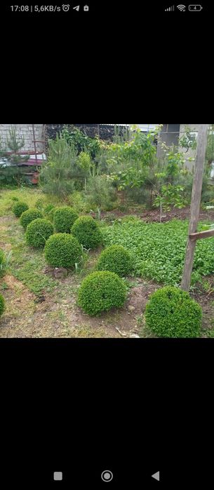 Qirim sasna.Shamdhod,Dub.Kashtan