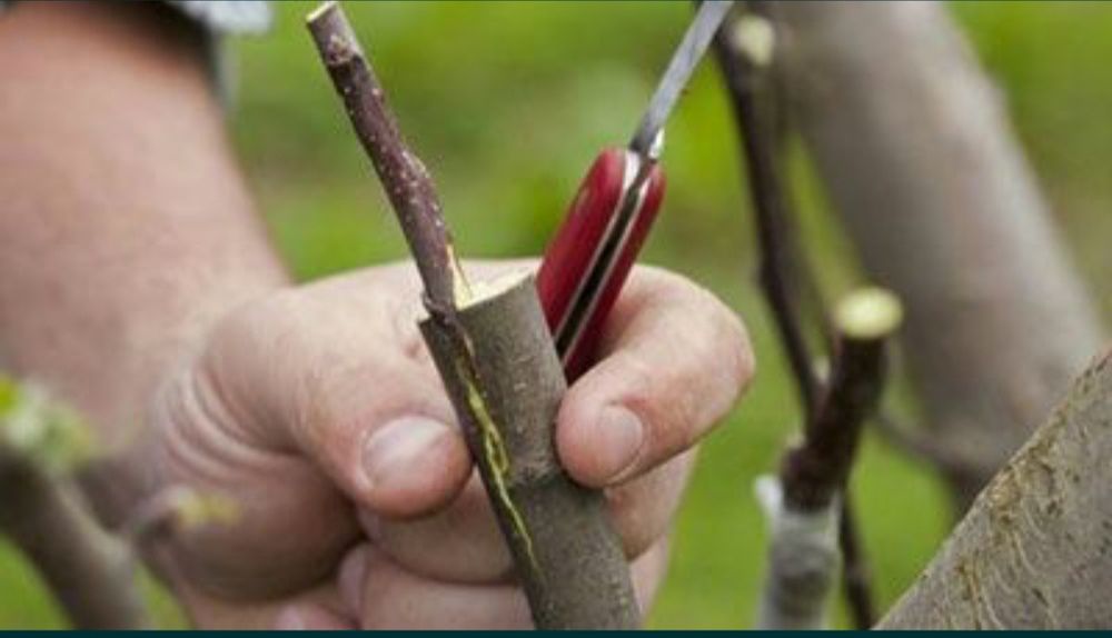 Садовник по саду, делайу работы по саду