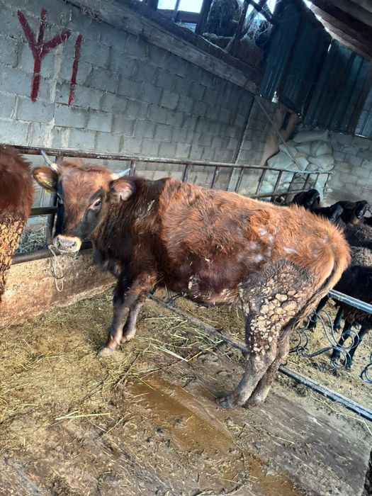 Продам 2 телки.