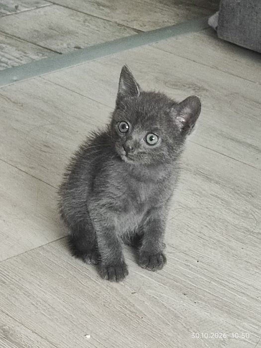 Котарак котенце отдавам