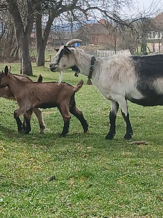 Vând sau schimb cu o vacă