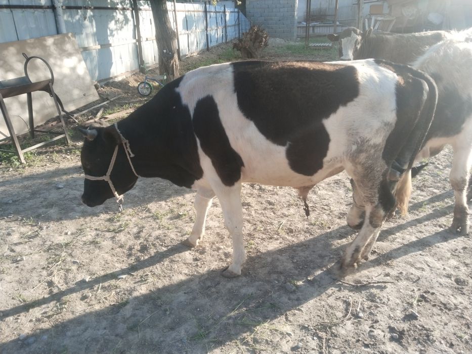 Букалар сатылады