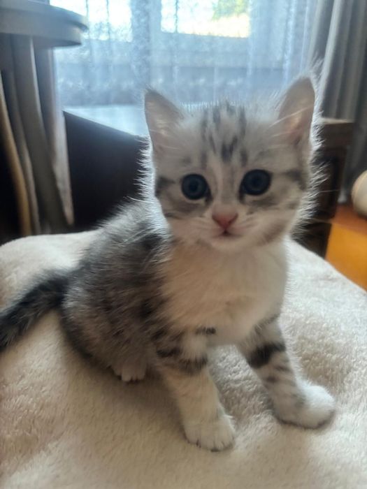 Котята шотландский породы.