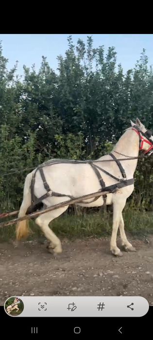 Iapa de vanzare varsta 8 ani,gestanta