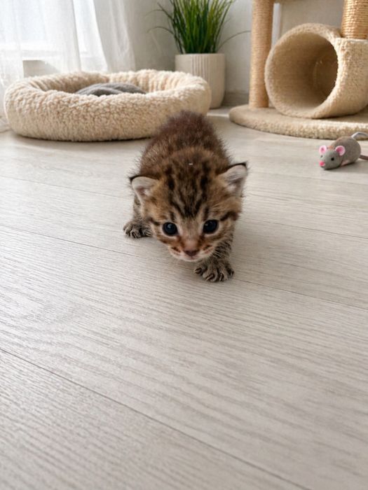 Отдам котёнка в добрые руки