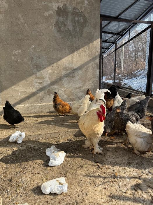 Продам молодого петуха