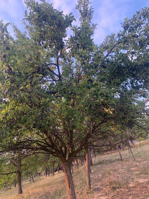 Prune de vânzare pentru țuică