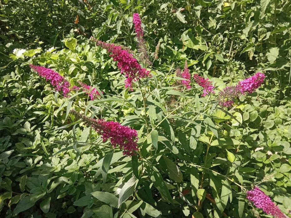 Будлея карликовая (Малиновый цвет)