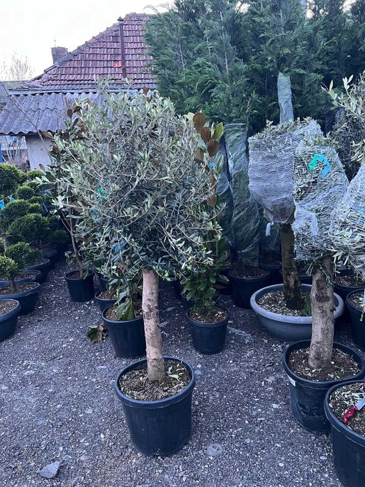 Plante Ornamentale Rezistente