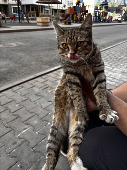 Котёнок 6-7 месяцев