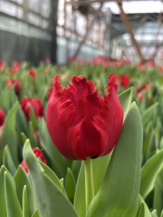 Тюльпаны оптом