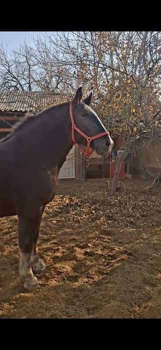 Продам очень хорошую кобылу