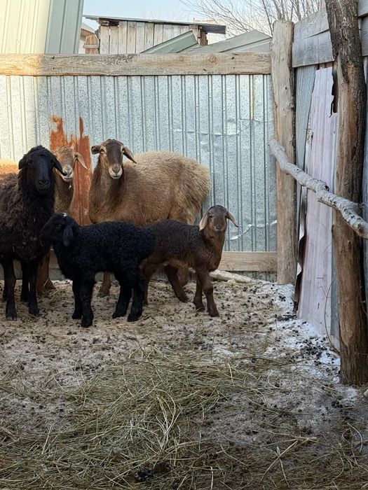 Қой қозысы мен..