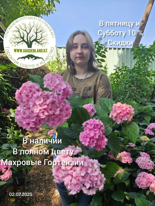 Гортензия не укрывная, ремонтантная Ю ЭНД ми . .