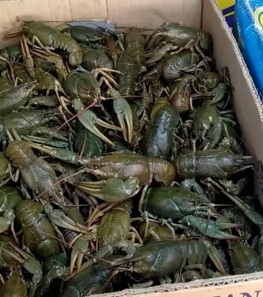 Креветки,Королевские, Рак живой,Вареные Раки: 4 500 тг. - Продукты ...