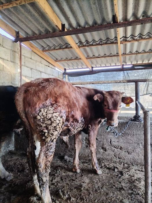 Бука.        .         .