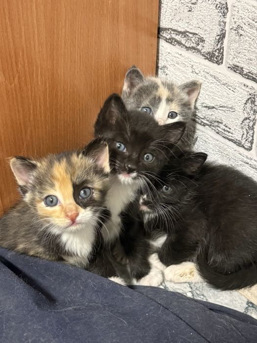 Шымкент, отдаю котят в добрые руки